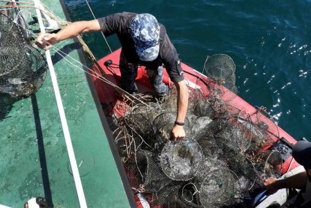 За неделю в заливе Черного моря из ловушек браконьеров спасли 800 краснокнижных крабов (фото, видео)