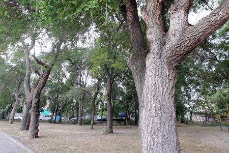 В Дюковском саду чистят пруды (фоторепортаж) 