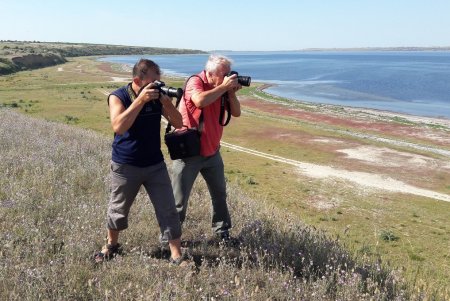 В Тилигульском лимане гнездятся краснокнижные пеликаны и шилоклювки (фото)