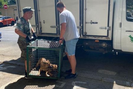 Бросали отходы в окна и убивали щенков: на Жуковского спасли девятерых собак, которых содержали в антисанитарии и взаперти