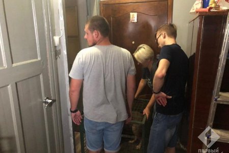 Бросали отходы в окна и убивали щенков: на Жуковского спасли девятерых собак, которых содержали в антисанитарии и взаперти