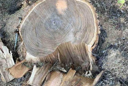 С помощью датчиков движения в селе Болградского района будут ловить вандалов, вырубивших лесопосадку