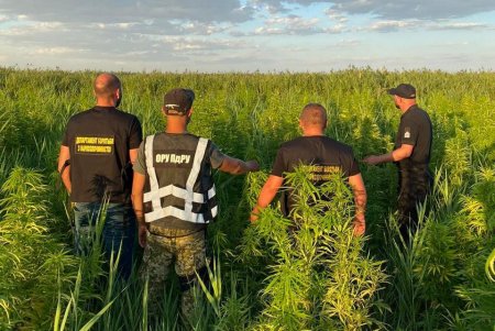 Плантация конопли площадью 1500 квадратных метров обнаружена в Ренийском районе (фото, видео)