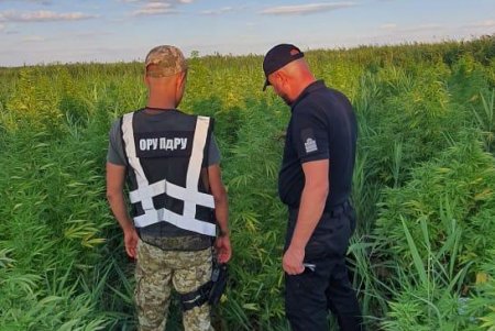 Плантация конопли площадью 1500 квадратных метров обнаружена в Ренийском районе (фото, видео)