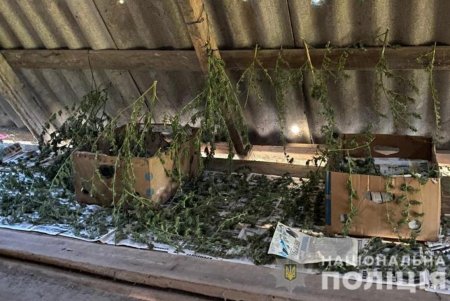 В Ренийском районе обнаружены плантации конопли, готовый наркосодержащий порошок и устройство для его использования (фото, видео)
