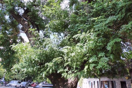Одесская столетняя софора получила паспорт (фоторепортаж)