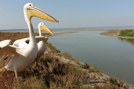 В Тузловские лиманы переселили двух пеликанов, которые раньше жили в ресторане