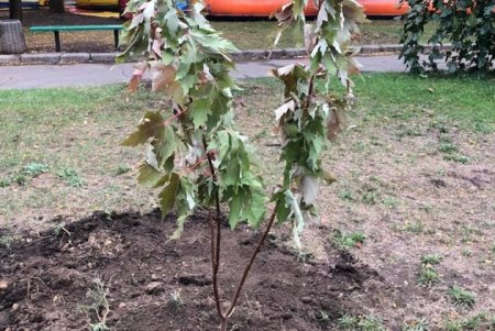 На поселке Котовского педагоги и руководство школ высадили кленовую аллею ко Дню учителя (фото, видео)