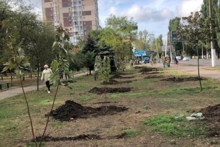На поселке Котовского педагоги и руководство школ высадили кленовую аллею ко Дню учителя (фото, видео)