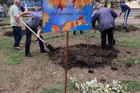 На поселке Котовского педагоги и руководство школ высадили кленовую аллею ко Дню учителя (фото, видео)