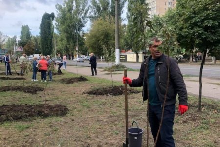 На поселке Котовского педагоги и руководство школ высадили кленовую аллею ко Дню учителя (фото, видео)