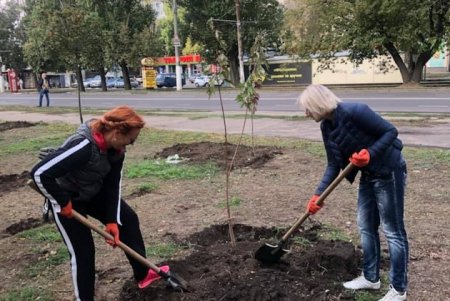 На поселке Котовского педагоги и руководство школ высадили кленовую аллею ко Дню учителя (фото, видео)