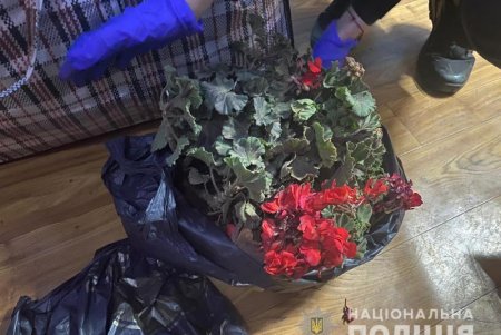 Одесситы массово выкапывали декоративные растения в Южном и продавали их на рынке: разоблачить воров помогли камеры видеонаблюдения