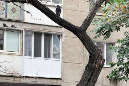 Улица Говорова – одна из самых густонаселенных в городе (фоторепортаж)