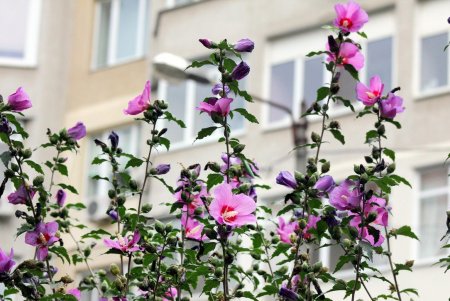 Улица Говорова – одна из самых густонаселенных в городе (фоторепортаж)