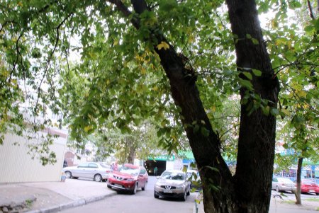 Улица Говорова – одна из самых густонаселенных в городе (фоторепортаж)