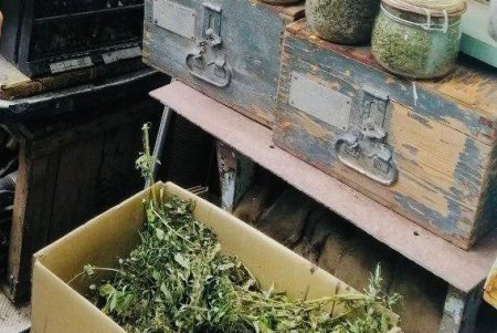 Два жителя Лиманского района хранили оборудование для изготовления марихуаны и метамфетамина, кусты конопли и готовые наркотики