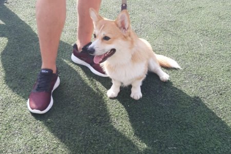 Odessa Dog Fest: на поселке Котовского прошел яркий фестиваль собак (фото)