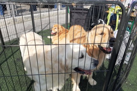 Odessa Dog Fest: на поселке Котовского прошел яркий фестиваль собак (фото)