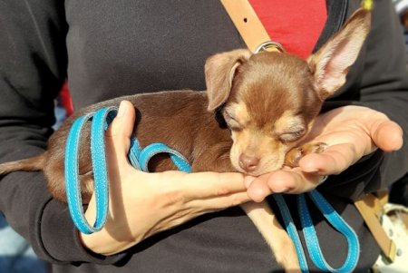 Odessa Dog Fest: на поселке Котовского прошел яркий фестиваль собак (фото)