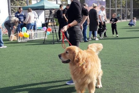 Odessa Dog Fest: на поселке Котовского прошел яркий фестиваль собак (фото)