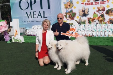 Odessa Dog Fest: на поселке Котовского прошел яркий фестиваль собак (фото)