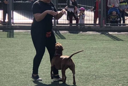 Odessa Dog Fest: на поселке Котовского прошел яркий фестиваль собак (фото)