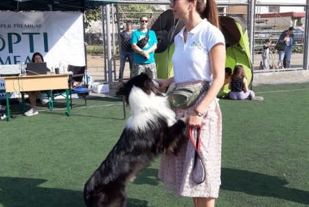 Odessa Dog Fest: на поселке Котовского прошел яркий фестиваль собак (фото)
