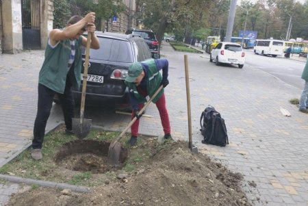 Водителей просят не оставлять авто на тротуарах, чтобы не мешать «Горзелентресту» сажать деревья (фото)
