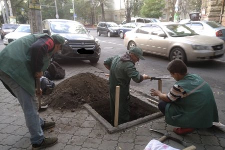 Водителей просят не оставлять авто на тротуарах, чтобы не мешать «Горзелентресту» сажать деревья (фото)