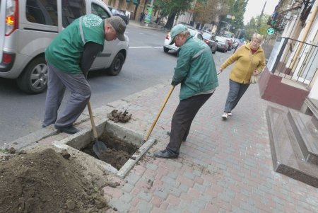 Водителей просят не оставлять авто на тротуарах, чтобы не мешать «Горзелентресту» сажать деревья (фото)