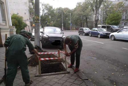 Водителей просят не оставлять авто на тротуарах, чтобы не мешать «Горзелентресту» сажать деревья (фото)