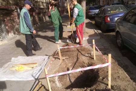 Водителей просят не оставлять авто на тротуарах, чтобы не мешать «Горзелентресту» сажать деревья (фото)