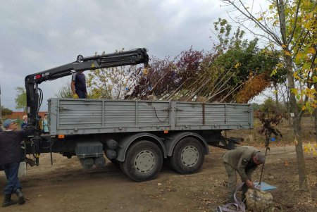 Водителей просят не оставлять авто на тротуарах, чтобы не мешать «Горзелентресту» сажать деревья (фото)