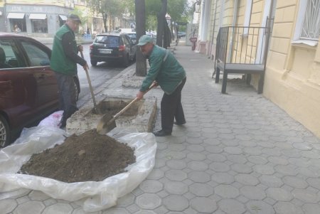 Водителей просят не оставлять авто на тротуарах, чтобы не мешать «Горзелентресту» сажать деревья (фото)