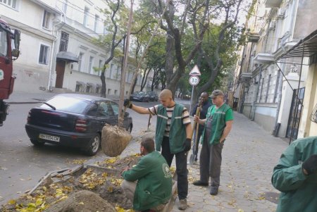 Коммунальщики высадили молодые акации в историческом центре города (фото)
