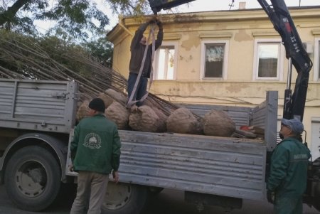 Коммунальщики высадили молодые акации в историческом центре города (фото)