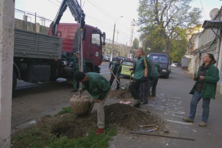 Коммунальщики высадили молодые акации в историческом центре города (фото)