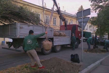 Коммунальщики высадили молодые акации в историческом центре города (фото)