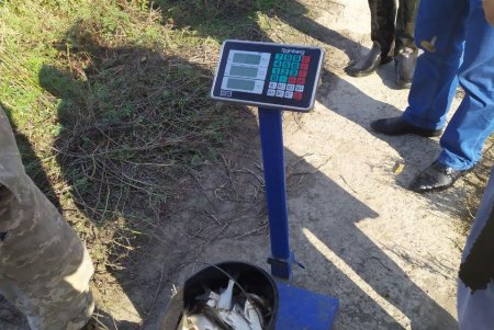 В озера Ялпуг и Кугурлуй выпустили 21 тонну мальков (фото)