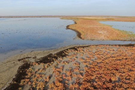 Краснокнижный пернатый хищник в «Тузловской Амазонии» мирно «пас» уток (фото)