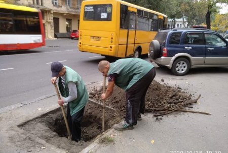 Более ста озеленителей готовят городские парки и скверы к зиме (фото)