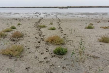 В нацпарке «Тузловские лиманы» нашли следы огромных вепрей (фото)