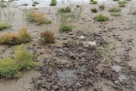 В нацпарке «Тузловские лиманы» нашли следы огромных вепрей (фото)