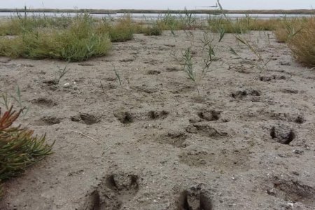 В нацпарке «Тузловские лиманы» нашли следы огромных вепрей (фото)