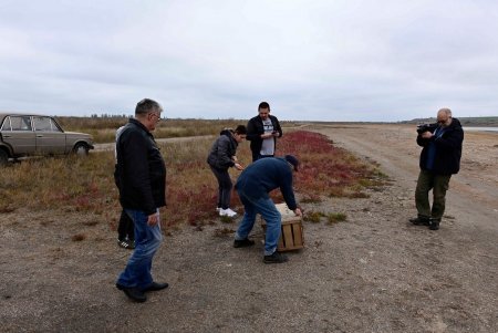 Краснокнижного орлана спасли от уличных фотографов и выпустили в «Тилигульском» парке (фото, видео)