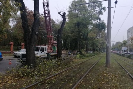 Ежедневно 120 коммунальщиков убирают зеленые зоны города (фото)