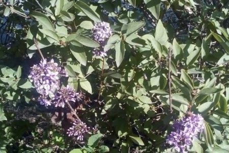 В Арцизе в начале ноября зацвели кусты сирени (фото)