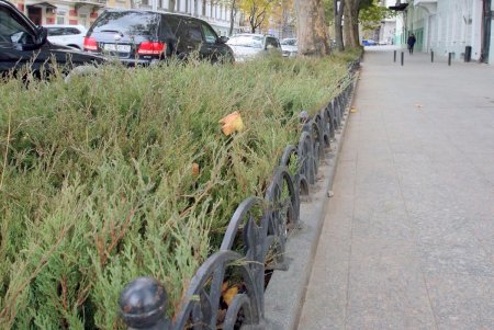 Улицу Пушкинскую украшают тысячами кустов можжевельника (фоторепортаж)