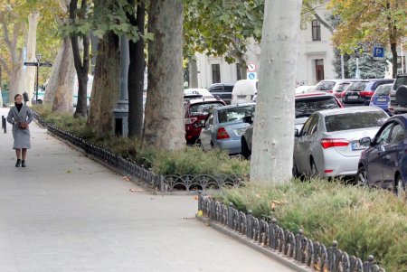 Улицу Пушкинскую украшают тысячами кустов можжевельника (фоторепортаж)